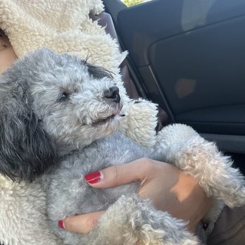 No Dogs Left Behind - Trio - Animal Shelters Near Me No Dogs Left Behind - Trio - Animal Shelters Near Me