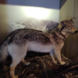 Wolf Wolf