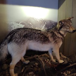 The National Elk Refuge - Wolf