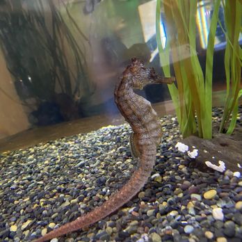 Cabrillo Marine Aquarium - Seahorse - Aquariums Near Me - San Pedro, California
