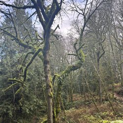 Evans Creek Preserve