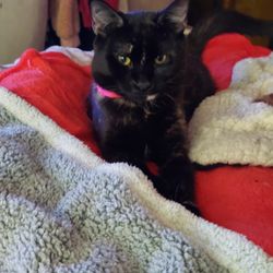 Kirkland Animal Hospital - Bella