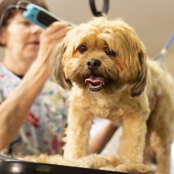 The Dog Stop - The Colony - Our professional groomers are ready to give your dog a trim! - Pet Groomers Near Me - The Colony, Texas The Dog Stop - The Colony - Our professional groomers are ready to give your dog a trim! - Pet Groomers Near Me - The Colony, Texas
