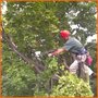 Photo of Tree-Line