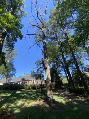 WILSON TREE SERVICE PROS - Updated April 2026 - 36 Photos - Elm City ...