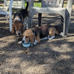 Phenix Dog Park