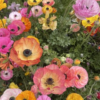 The Flower Fields - Flower fields Carlsbad - Venues & Event Spaces Near Me - Carlsbad, California The Flower Fields - Flower fields Carlsbad - Venues & Event Spaces Near Me - Carlsbad, California