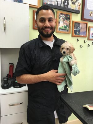 green bulldog dog wash and spa