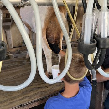 Harley Farms - milking a goat on the tour - Cheese Shops Near Me - Pescadero, California Harley Farms - milking a goat on the tour - Cheese Shops Near Me - Pescadero, California