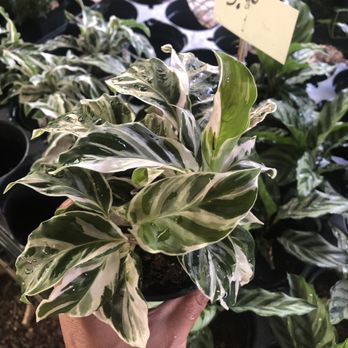 Green Acres Nursery - Calathea white fusion for $5! - Nurseries & Gardening Near Me - Apopka, Florida