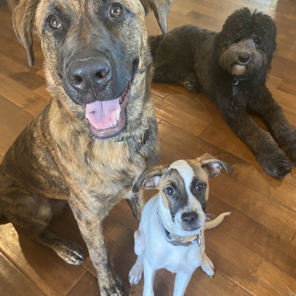 A Bark Idea - Pet Training Near Me - Redondo Beach, California A Bark Idea - Pet Training Near Me - Redondo Beach, California