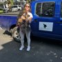 Photo of Honey Dog Transport