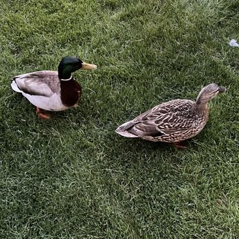 Campbell's Resort - Cute little ducks that came to say hi - Resorts Near Me - Chelan, Washington