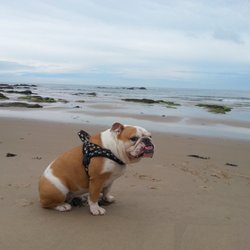 East Beach Hopeman - Dog friendly beach