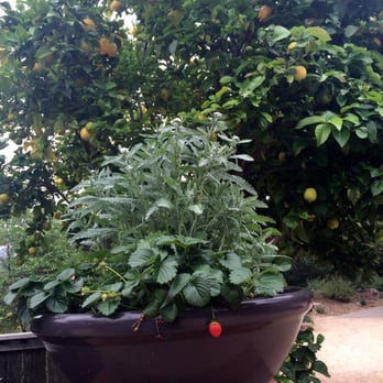 Water Conservation Garden - Strawberries and Lemons - Botanical Gardens Near Me - El Cajon, California