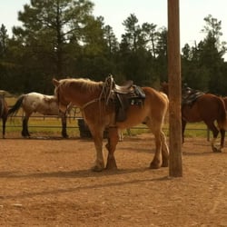 Grand Canyon - This was the horse I got when my friends and I went to Apache Stables. I loved this place and my horse was awesome.
