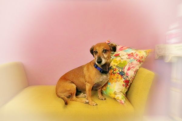 Lapis & Lotus Center by null