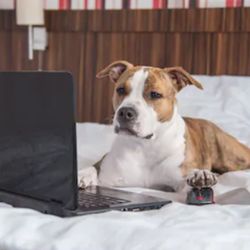 Greenwood Veterinary Hospice - All of our services allow your pet to remain where they are comfortable - at home.
We are now offering telemedicine consultations as well.