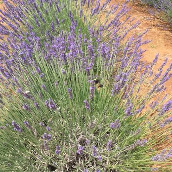 Newcastle Lavender Farms - Attraction Farms Near Me - Newcastle, California Newcastle Lavender Farms - Attraction Farms Near Me - Newcastle, California