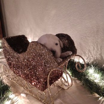 Lizziesdoodles - Goldendoodle puppy - Pet Breeders Near Me