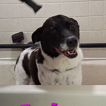 Highland Kennel - Pet Sitting Near Me - Howell, New Jersey