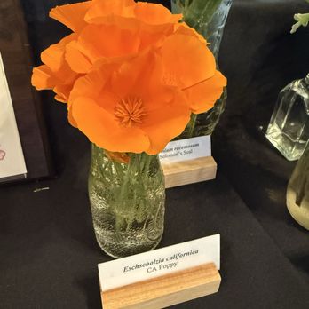 Ford House Visitor Center - Orange poppy - Visitor Centers Near Me - Mendocino, California Ford House Visitor Center - Orange poppy - Visitor Centers Near Me - Mendocino, California