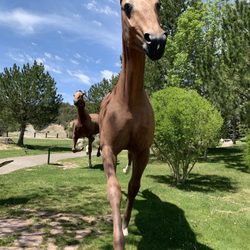Hubbard Museum of the American West