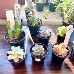 Greenleaf Collective - More succulents