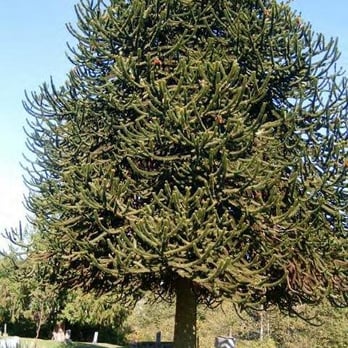 G A R Cemetery - effen huge monkey tree! - Funeral Services & Cemeteries Near Me - Snohomish, Washington G A R Cemetery - effen huge monkey tree! - Funeral Services & Cemeteries Near Me - Snohomish, Washington