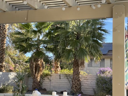 WOODPECKER TREE SERVICE & LANDSCAPING DESIGN - Las Vegas, Nevada