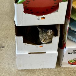 Aubuchon Ace Hardware - Nate the cat
