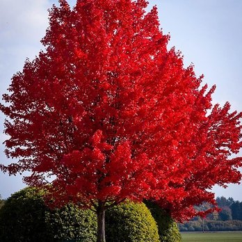 Native Wildflowers Nursery - Red Maple - Landscaping Near Me Native Wildflowers Nursery - Red Maple - Landscaping Near Me