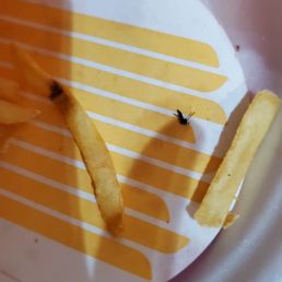 This was the mosquito I found in my fries. - Xin K.