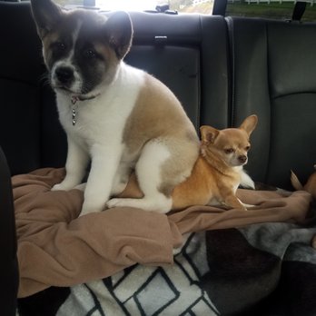Royalty Akitas - Mia & her brother Cody, on a car ride. ❤️ - Pet Stores Near Me - Lincoln, California