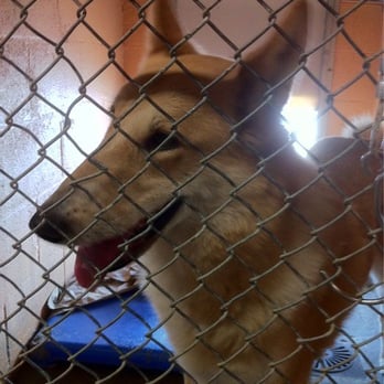Nevada SPCA - Animal Shelters Near Me - Las Vegas, Nevada Nevada SPCA - Animal Shelters Near Me - Las Vegas, Nevada