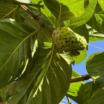 Kalalea Juice Hale - Noni fruit - Coffee & Tea Near Me - Anahola, Hawaii