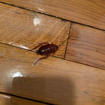 Oak Park Apartments - Dead cockroach - Apartments Near Me - Oak Park, Illinois