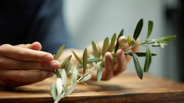 Ojai Olive Oil by null