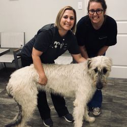 Three Rivers Animal Hospital - We love seeing animals of all sizes.