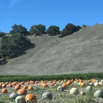 Solvang Farmer Pumpkin Patch - Pumpkin Patches Near Me - Solvang, California Solvang Farmer Pumpkin Patch - Pumpkin Patches Near Me - Solvang, California