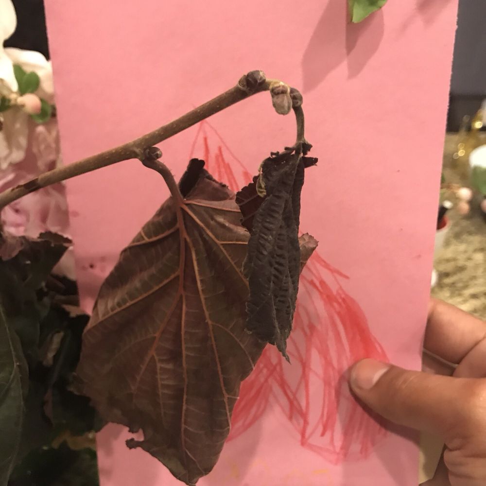 Delivered dead flowers to my Wife on her birthday after they charged me 350 dollars Delivered dead flowers to my Wife on her birthday after they charged me 350 dollars