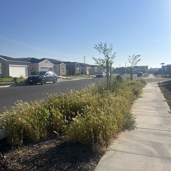Apex Landscape Management - Before - Tree Services Near Me Apex Landscape Management - Before - Tree Services Near Me