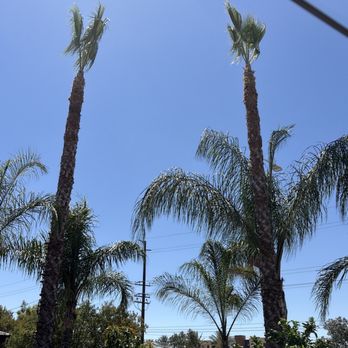 Vicente Tree Services and Landscape - I needed the 2 big Mexican palm trees - Landscaping Near Me Vicente Tree Services and Landscape - I needed the 2 big Mexican palm trees - Landscaping Near Me