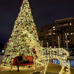 Scottsdazzle