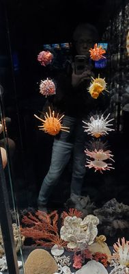 Wonders Of Wildlife National Museum & Aquarium by null