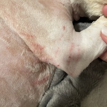 Dogi's Mobile Grooming - Does he look ok ? - Pet Groomers Near Me Dogi's Mobile Grooming - Does he look ok ? - Pet Groomers Near Me
