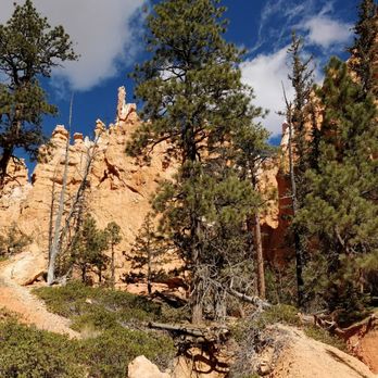 Navajo Loop - More trees - Hiking Near Me - Bryce, Utah