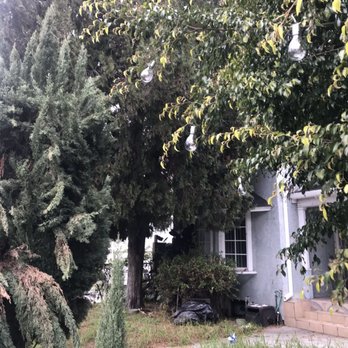 Tzuban Tree Services - Before - Tree Services Near Me