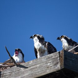 New Wave Eco Charters - Osprey chicks