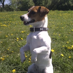 Hundewiese Elbpark Entenwerder